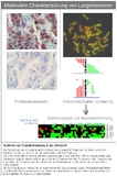 Molekulare Charakterisierung von Lungentumoren: Neue Erkenntnisse durch chromosomales Screening und Analyse von Proteinexpression