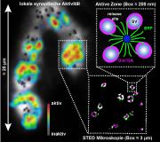 Der Freisetzungsort ist entscheidend: Wichtiges Molekül für Botenstoffausschüttung in Synapsen identifiziert