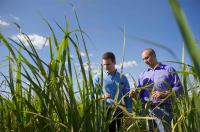 Unterstützung im Kampf gegen Pflanzenkrankheiten: Bayer und Mitsui Chemicals Agro unterzeichnen Lizenzvertrag über neuartiges Fungizid