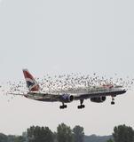 Zebrastreifen für den Flugverkehr: tecnotron fertigt Elektronik für Warnsysteme gegen Vogelschlag