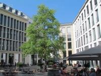 Stadtbaum mit Sonderwünschen: tegra-Sondersubstrat erfüllt individuelle Ansprüche