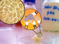In kefir, microbial teamwork makes the dream work