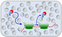Gedrängel in der Zelle - ein Kostenfaktor bei der Proteinsynthese