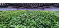 Cannabis - Made in Germany