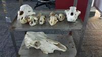 Interaktives Schädelmuseum in 3D: St. Cloud State University entwickelt neue Lernerfahrung mithilfe von Artec 3D