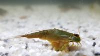 Urzeitkrebse züchten – Tiere aus der Steinzeit in deinem Aquarium