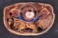 Heimspiel - medicalpicture auf der photokina