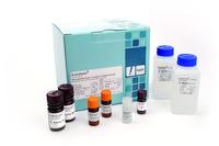 Hyglos erweitert Endotoxinachweis-Portfolio mit EndoZyme® - Endotoxin-Test mit rekombinantem Faktor C (rFC)