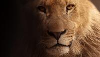 Africa-Domains: Hohe Akzeptanz bei Markeninhaber