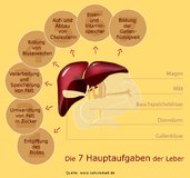 Unsere Leber: Wenn das wichtigste Organ Störungen meldet, kann der Schaden schon groß sein