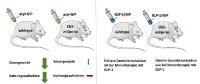 Neuer Ansatzpunkt für Entwicklung medikamentöser Behandlung von Adipositas und Typ-2-Diabetes