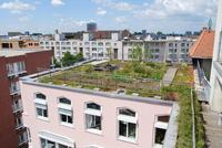 Artenreiche Extensivbegrünung FBB-Gründach des Jahres 2013