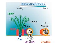 Schnelle Reaktion dank "Präzisions-Protein"