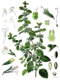 SEDO: Angebot von melisse.info