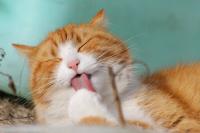 Amazing Cats