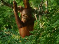 Freie Bahn für wilde Tiere: Weiterer Meilenstein für Wildtierkorridor in Borneo durch Umwandlung von Ölpalmenplantagen in Regenwald