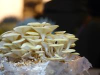 Startschuss und erste Ernte im Pilzgarten der »Essbaren Stadt«