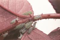 Calypso® und Provado® von Bayer Garten: Schwere Zeiten für Blattläuse und andere Schädlinge