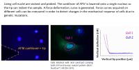 JPK berichtet über den Einsatz des JPK NanoWizard® Rasterkraftmikroskops zur Charakterisierung von Kardiomyopathien an der University of Colorado Denver
