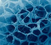 Universität Stuttgart erhält 750.000 Euro für Projekthaus NanoBioMater