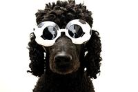Wohnungssuchende sind Fußballmuffel!?