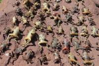 Amphibien-Killer-Pilz stammt aus Asien