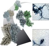 Schnappschuss aus der Zentrale des pflanzlichen Immunsystems