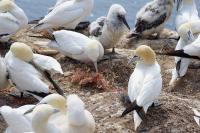 Kunststoffmüll in der Nordsee - Dreharbeiten auf Helgoland für digitales Bildungsprojekt