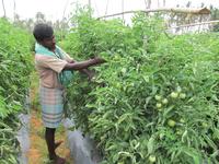 Bayer CropScience kauft Gemüsesaatgutunternehmen SeedWorks India Pvt. Ltd