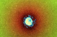 Kein Virusnachweis im Blut asymptomatischer SARS-CoV-2-Patienten