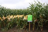 FarmSaat AG erhält Sortenzulassungen in Deutschland und der Schweiz