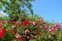 Rosenfest im Park der Sinne in Laatzen: "Ort der Begegnung" wird zum Blumenmeer