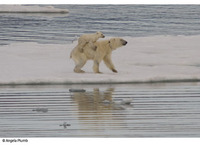 Canon und WWF präsentieren neue Ergebnisse der Eisbärforschung