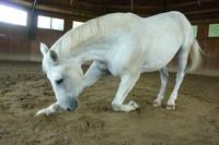 Vor-Registrierung von Horse-Domains bei der Registrierungsstelle