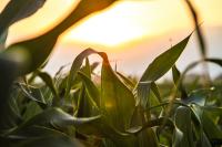 Dicamba volatility tests via Humidome set-up at Symbiotic Research