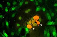 Messen, was verbindet - Gewebeschäden durch Zellfusion in COVID-19 und die Rolle des Spikeproteins