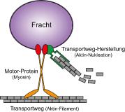 Von Myosin-Motoren und Nukleator-Proteinen