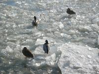 Vogelbeine und Lüftungsgeräte tauschen Wärme im Gegenstrom