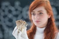 MediPharm-CEO geht bei Champignon Brands an Board