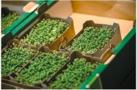 Putting globalization to the test: Seeking new sources of raw materials for paper and cardboard