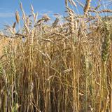 Call for Papers: Branchen-Highlight Landtechnik 2014