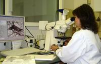 Verfahren zur Herkunftsbestimmung von Papier und Zellstoff wird entwickelt - DBU gibt 284.000 Euro
