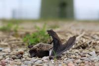Windenergie oder biologische Vielfalt? Wie Beteiligte den grün-grünen Konflikt bewerten - und wie Lösungen aussehen könnten