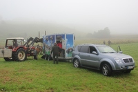 Kuh Yvonne fährt mit SsangYong