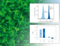 ibidi Extends its LifeAct(TM) Product Line for Visualization of the Actin Cytoskeleton