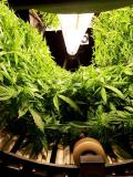 Cannabisproduktion steigt um 275 %