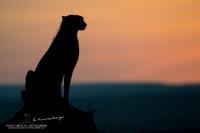 SIGMA Wildlife Safari 2019