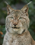 Sibirischer Luchs im Kauflux.de-Team. Der Online-Marktplatz übernimmt Tierpatenschaft im Zoo Wuppertal.