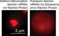 Bei Stress bleibt die Qualität auf der Strecke