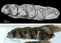Senckenberg Gesellschaft für Naturforschung: Mit "Identium Scan Light" der Primatengattung "Cantius" auf der Spur